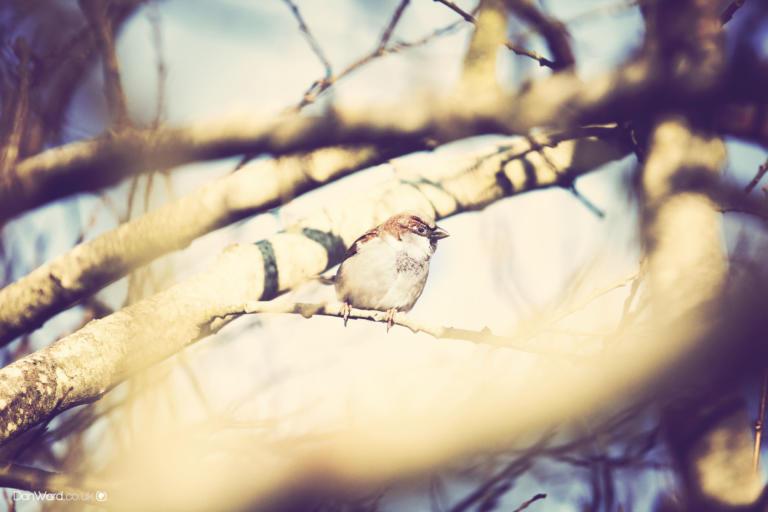 A bird does not sing because it has an answer. It sings because it has a song.