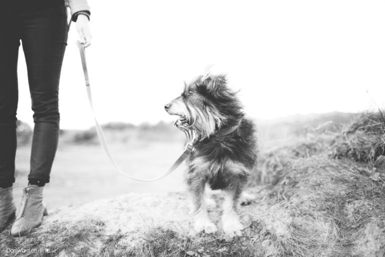 My little dog – a heartbeat at my feet