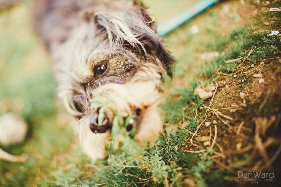 Cornwall wedding photographer explains how to use freelensing to create a titlt shift effect