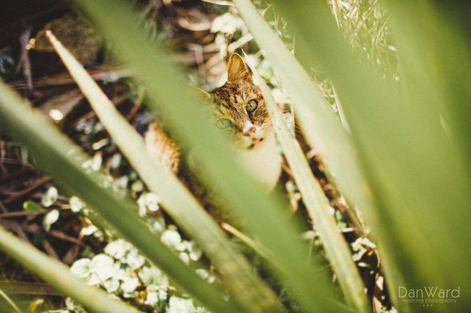 Cornwall wedding photographer explains how to use freelensing to create a titlt shift effect
