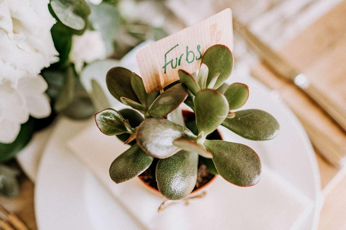 The Rosevine Wedding Photographer
