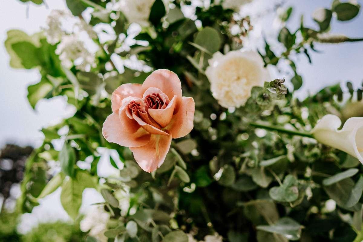 The Rosevine Wedding Photographer