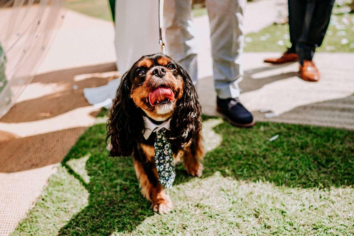 The Rosevine Wedding Photographer
