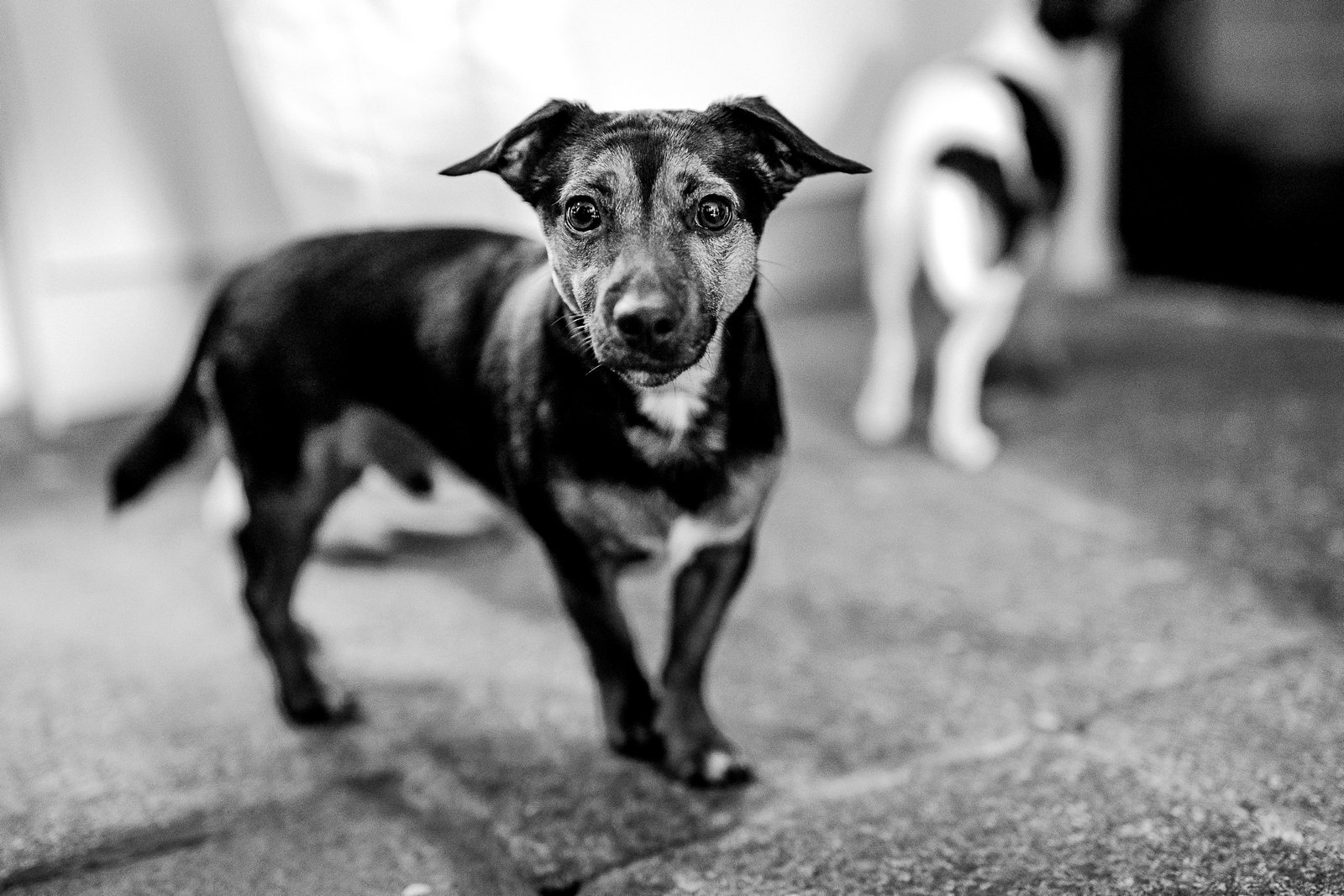 KNIGHTOR WINERY WEDDING PHOTOGRAPHER